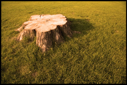 remove stumps from the ground 1
