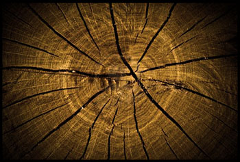remove stumps from the ground 3