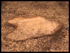 remove stumps from the ground 4